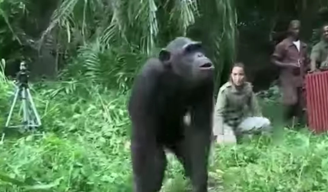 Jane Goodall is hugged by rescued chimp