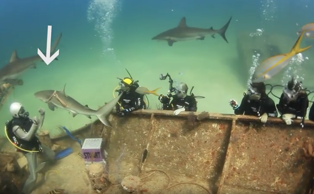 Shark asks divers for help