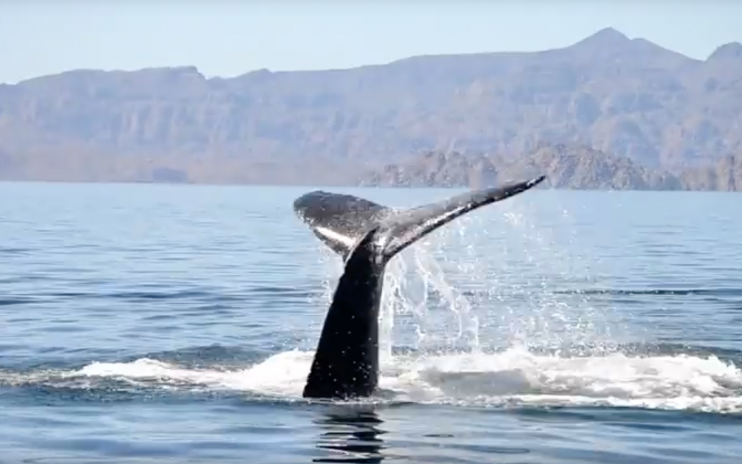 Whale freed from fishing nets