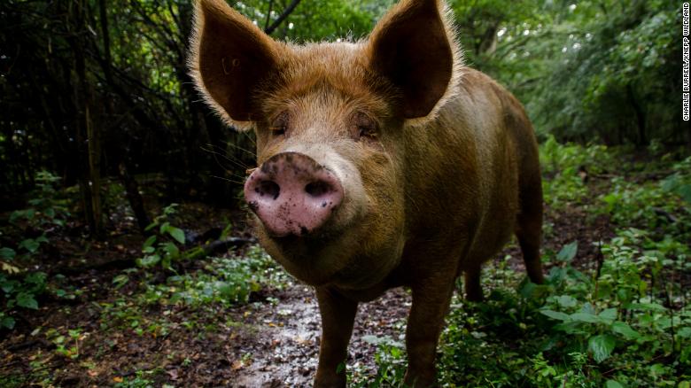 This British farm went from a ‘biological desert’ to biodiversity hotspot